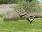 FZ015420 Red kites feeding (Milvus milvus).jpg